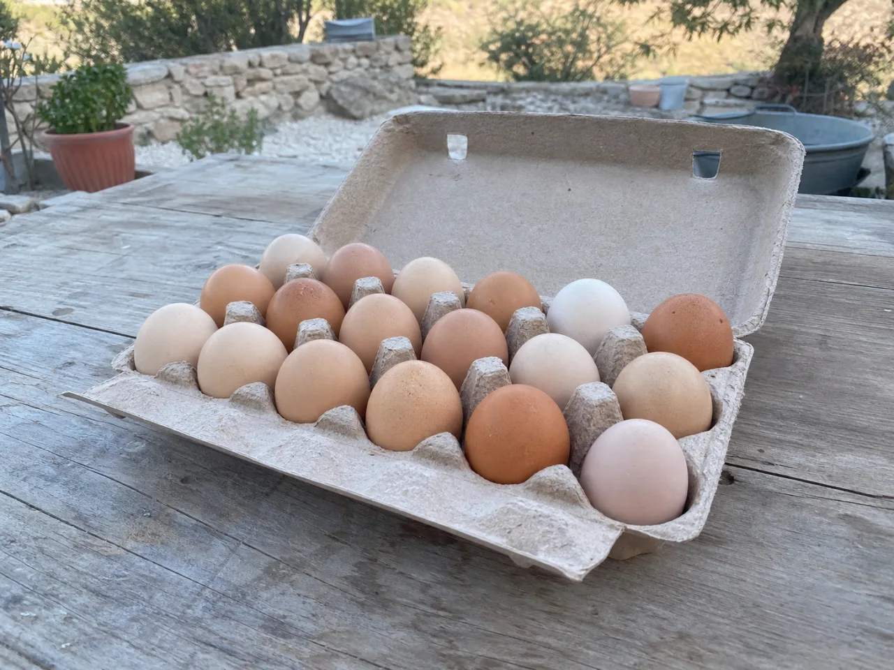 A carton of mixed brown and cream eggs from a small flock
